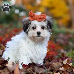 Melody, Maltipoo Puppy